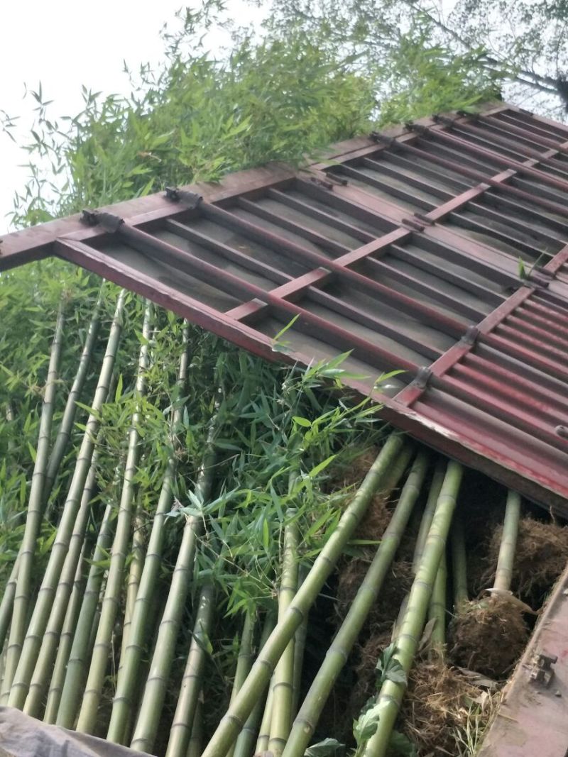 淡竹4~5m