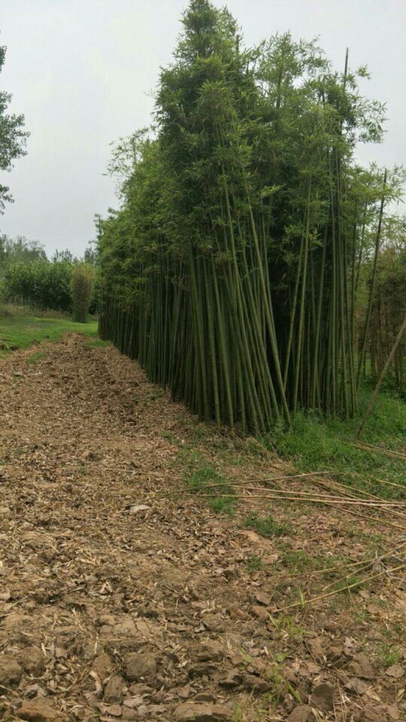 淡竹4~5m