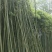 淡竹4~5m