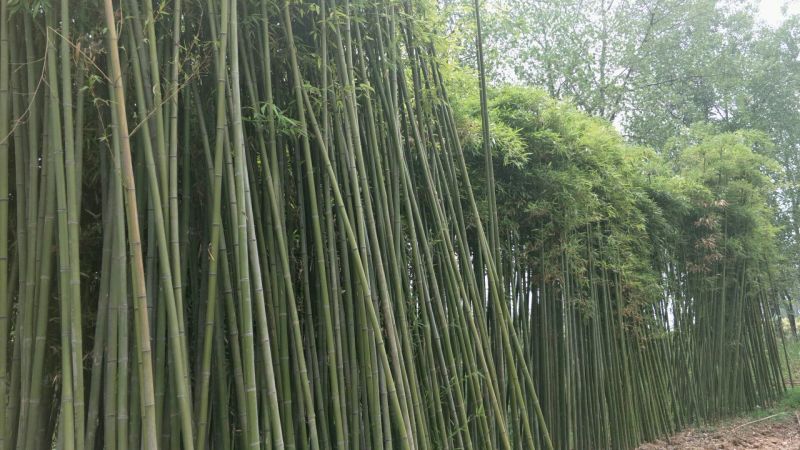 淡竹4~5m