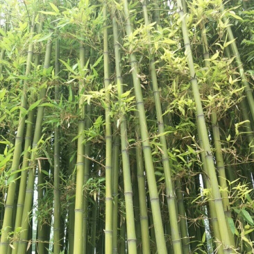 淡竹4~5m
