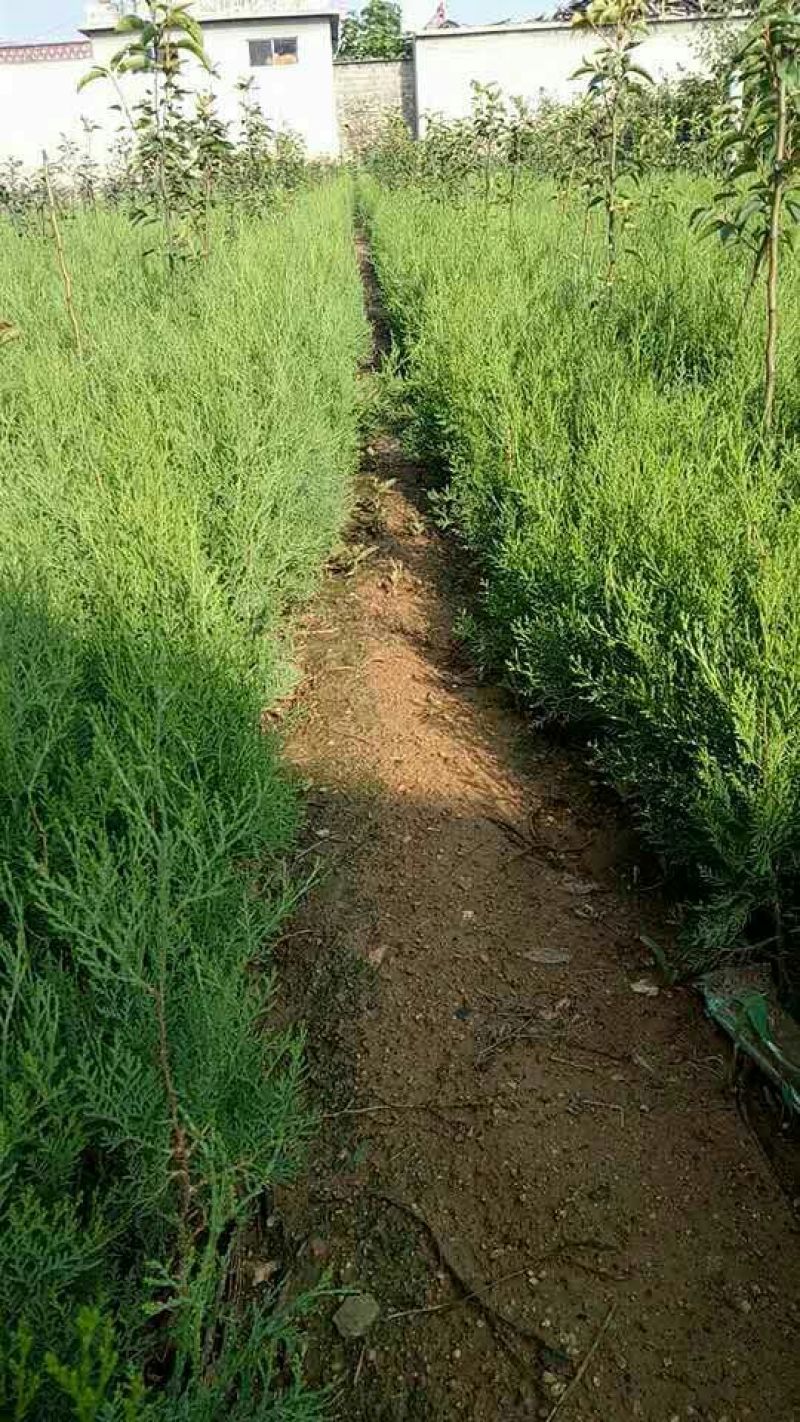 侧柏苗现起现发现场看货地头装车，保湿发货