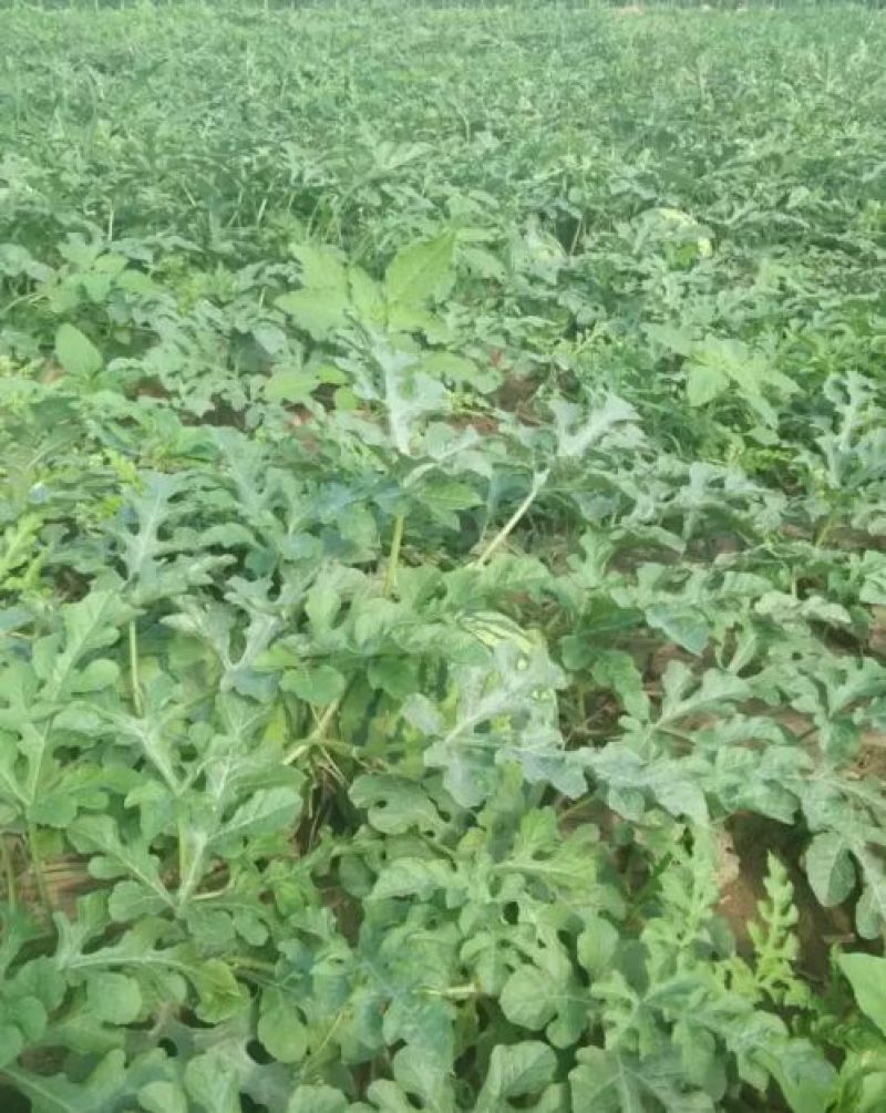 西瓜7斤打底8成熟1茬