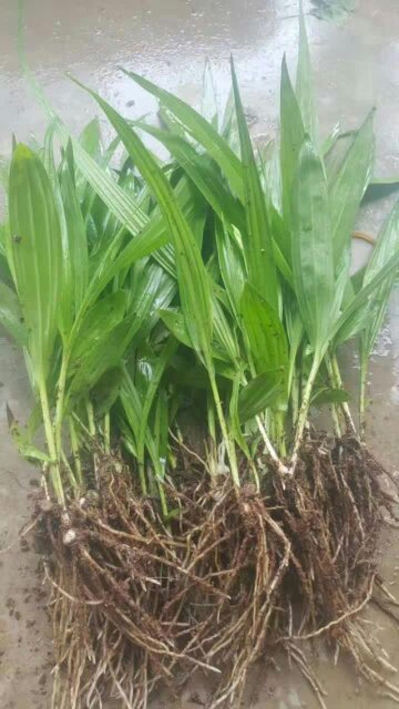 三叉白芨统货