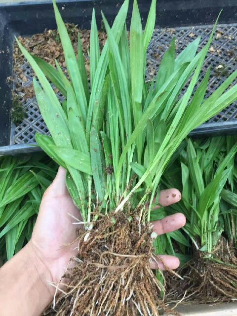 三叉白芨统货