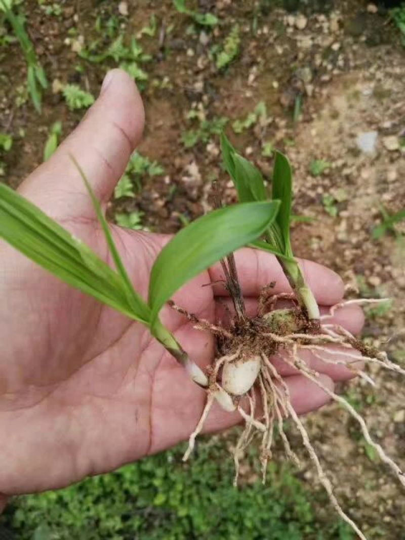 三叉白芨统货