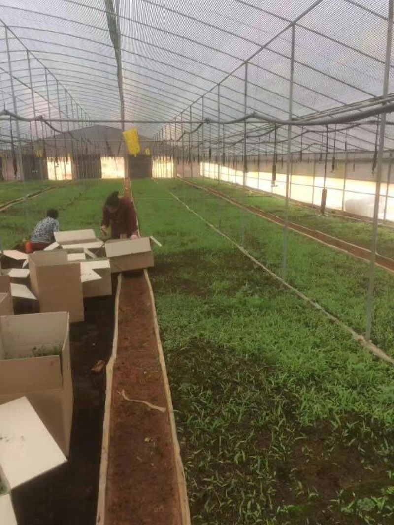 三叉白芨统货