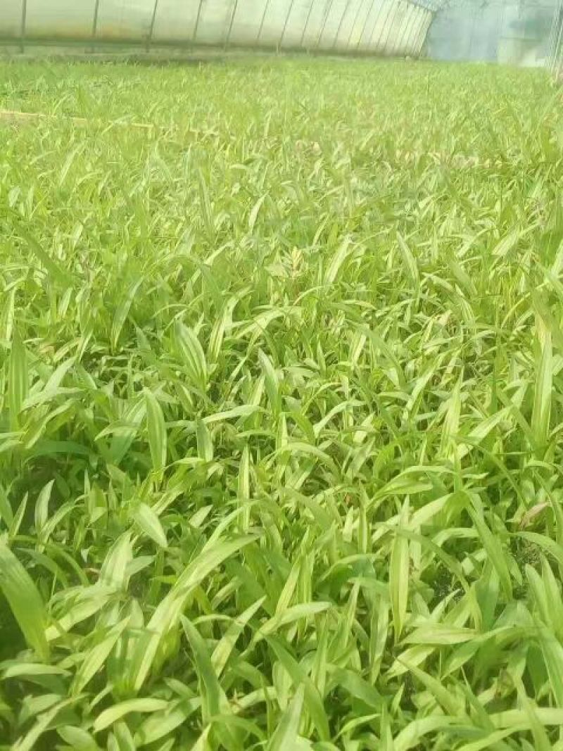 三叉白芨统货
