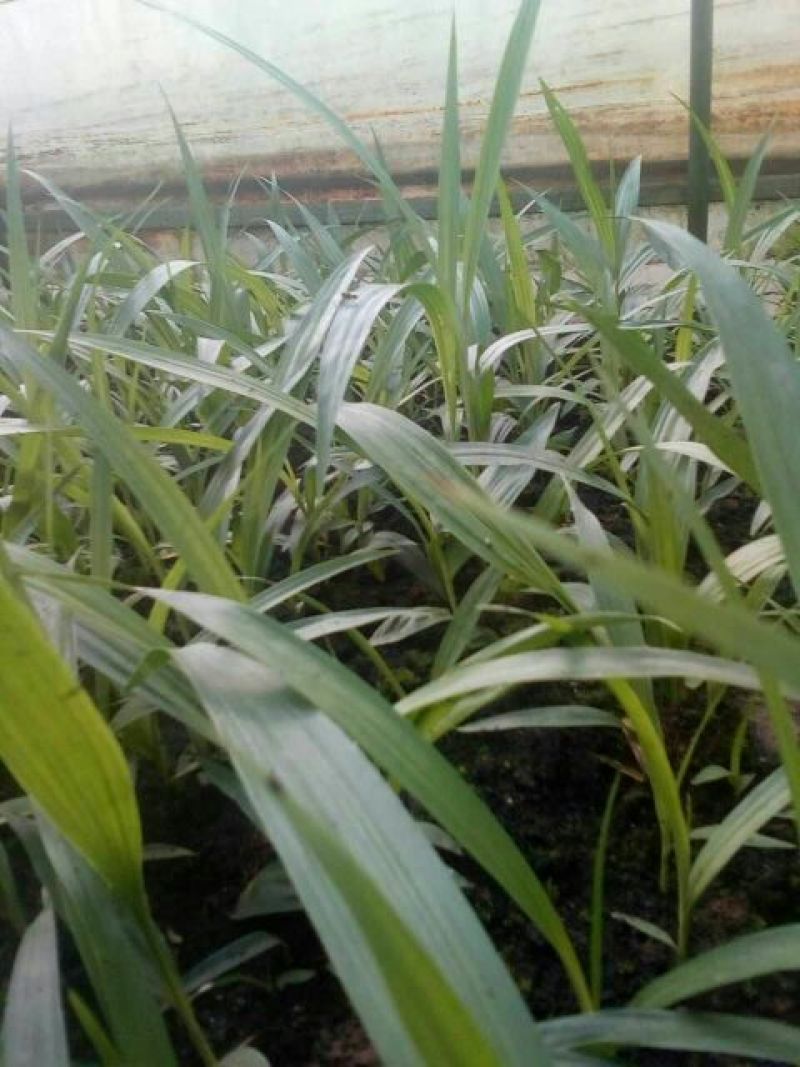 三叉白芨统货