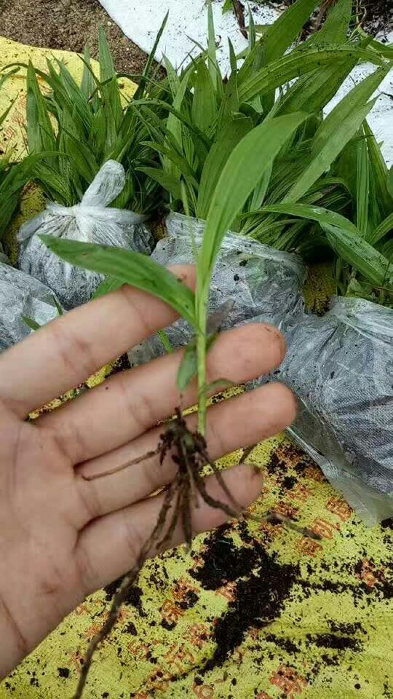 三叉白芨统货