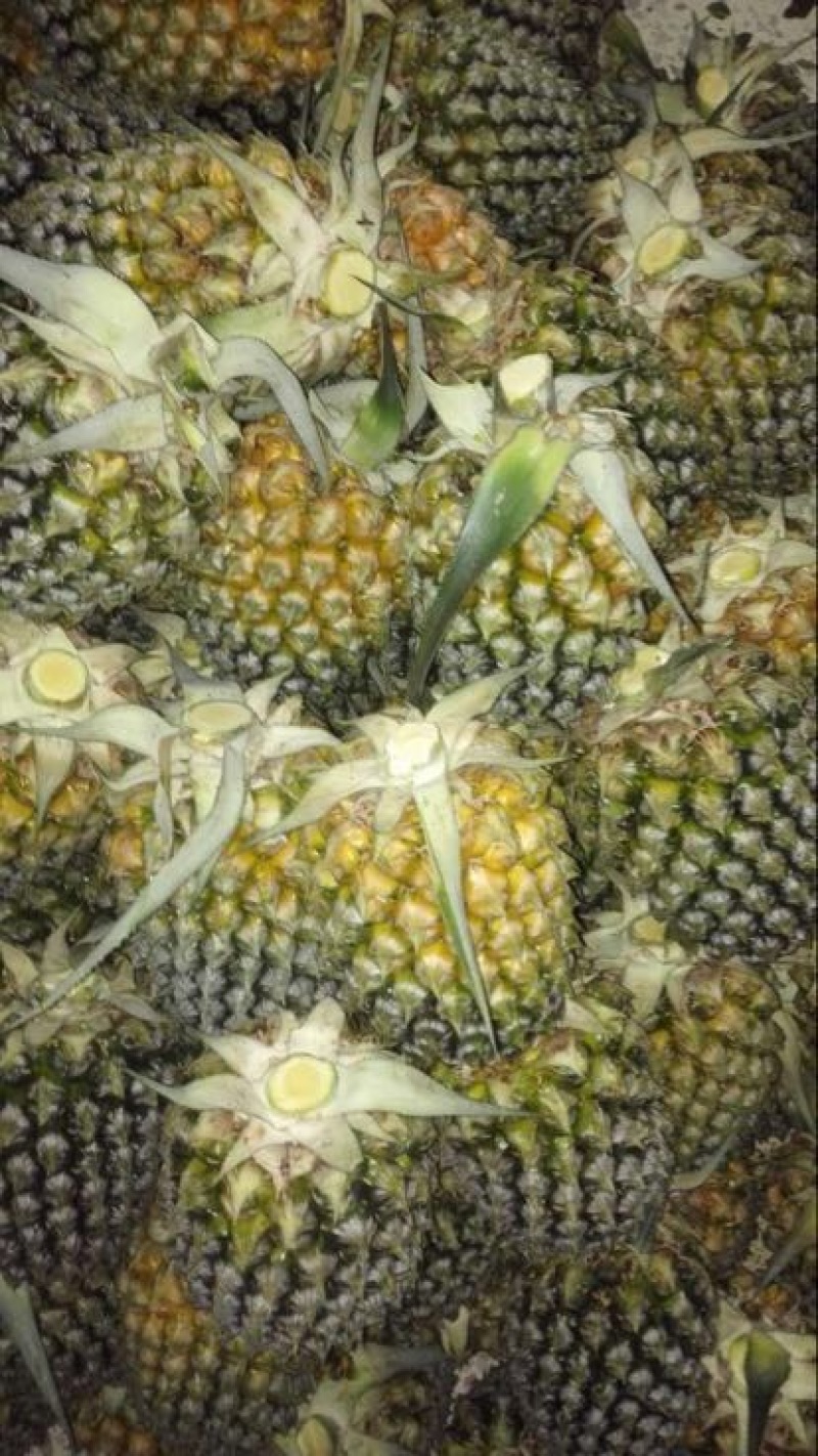 菲律宾（巴厘）菠萝