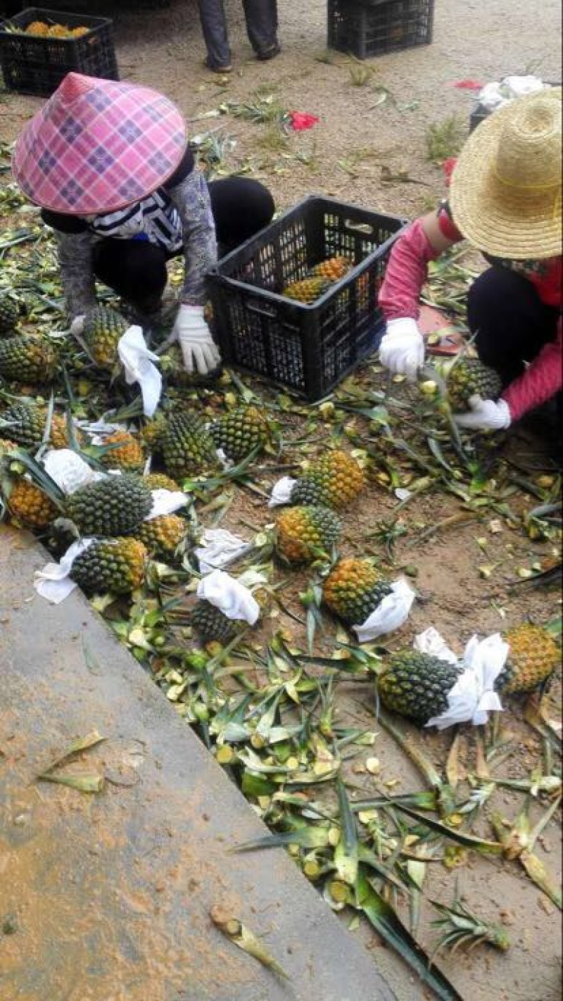 菲律宾（巴厘）菠萝