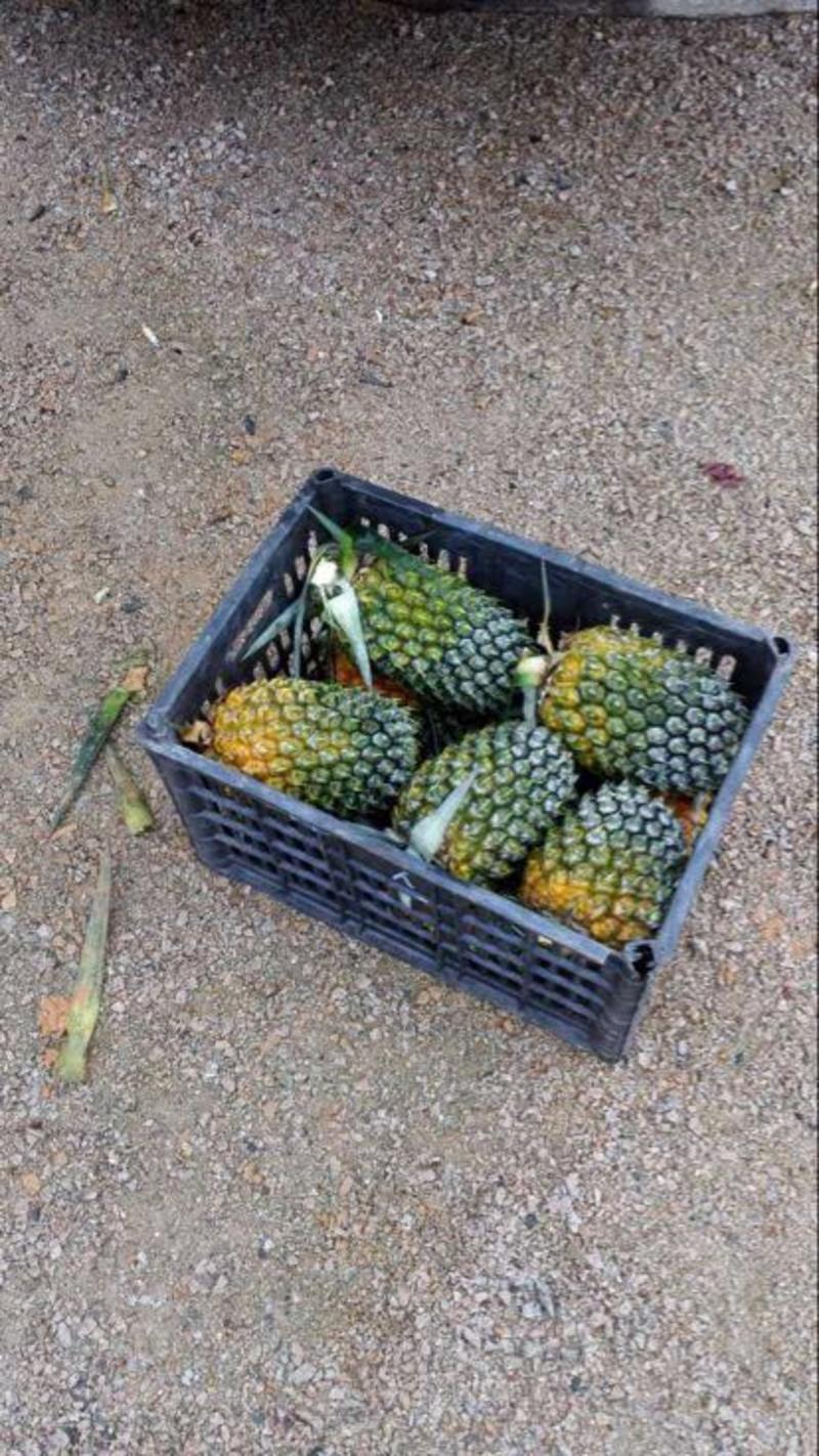 菲律宾（巴厘）菠萝