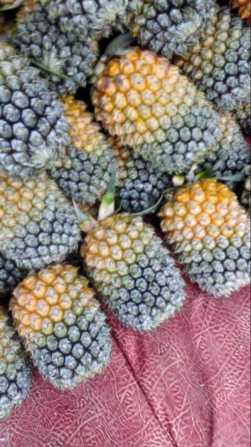 菲律宾（巴厘）菠萝
