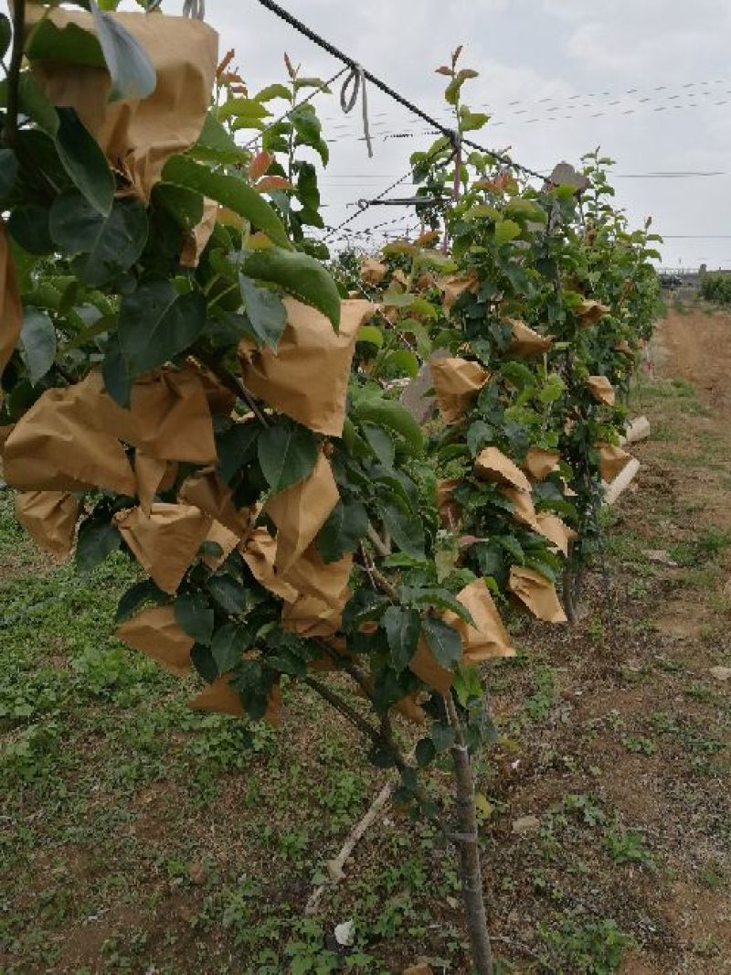 秋月梨400~450g纸箱