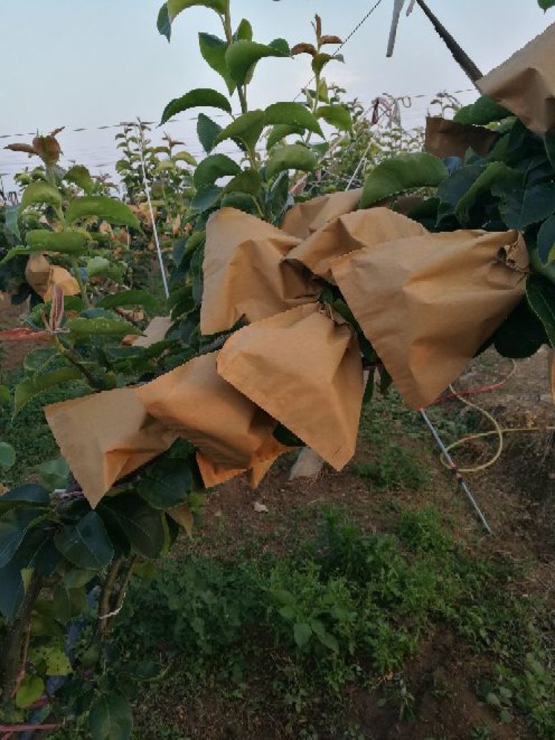 秋月梨400~450g纸箱