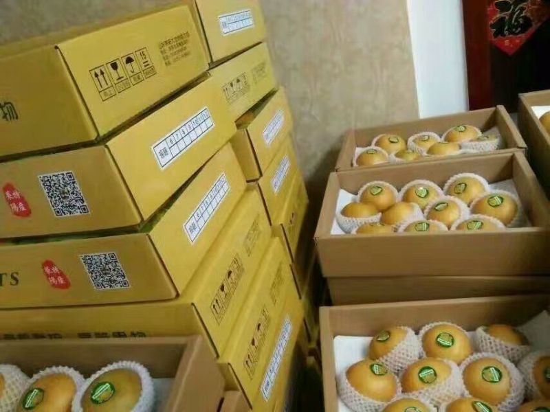秋月梨400~450g纸箱