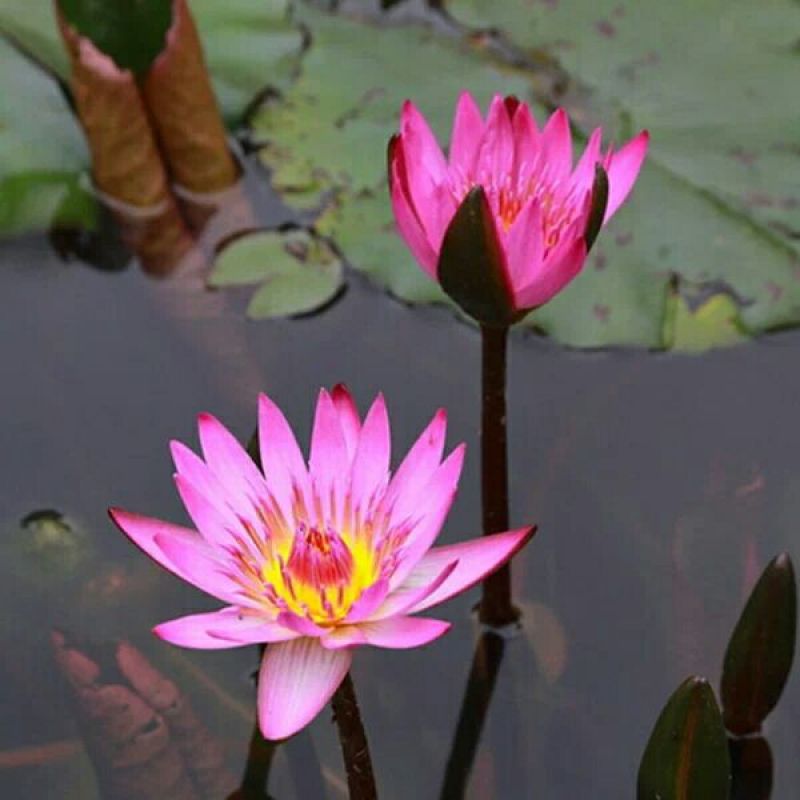 碗莲种子四季播种碗莲种子水培盆栽荷花睡莲花种籽绿植水生花