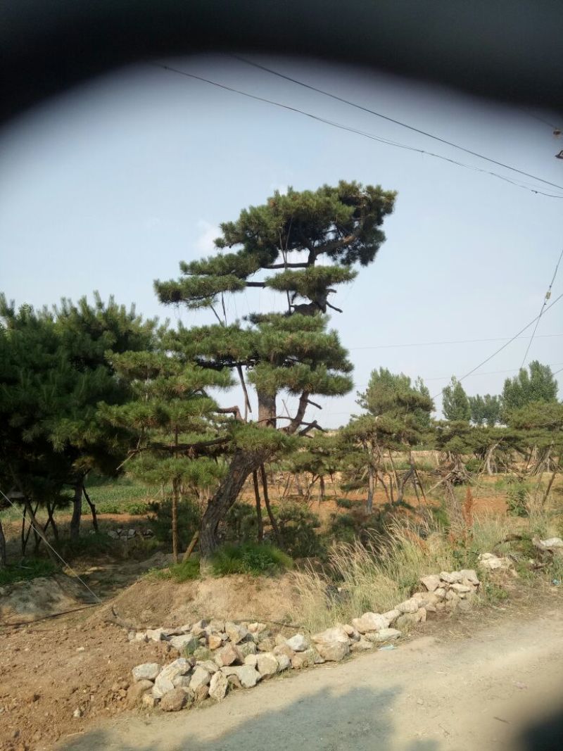 黑皮油松别样造型山西古树专卖