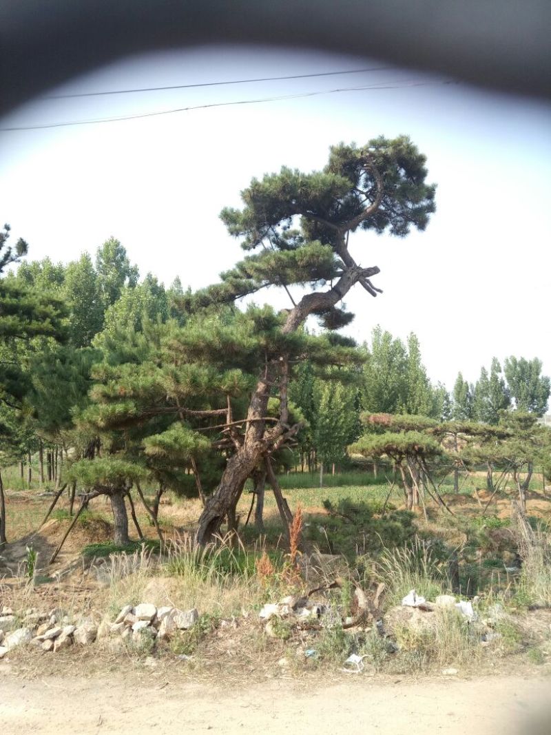 黑皮油松别样造型山西古树专卖