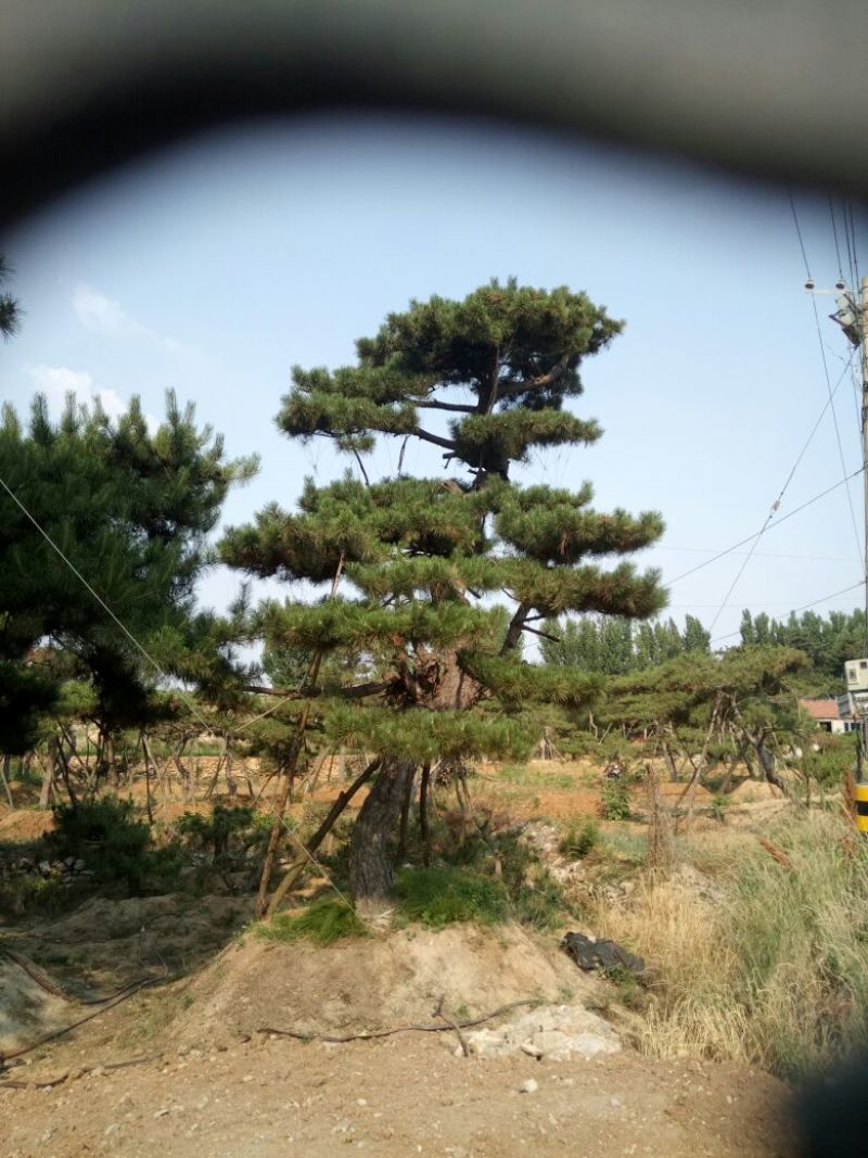 黑皮油松别样造型山西古树专卖