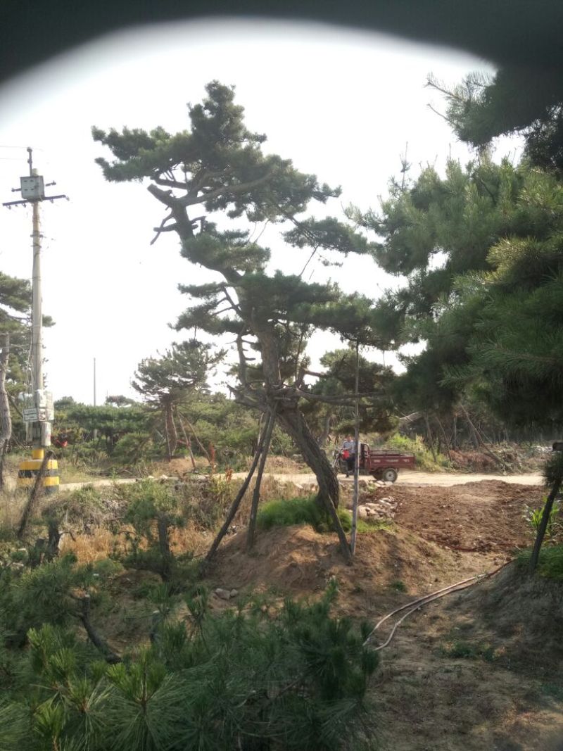 黑皮油松别样造型山西古树专卖