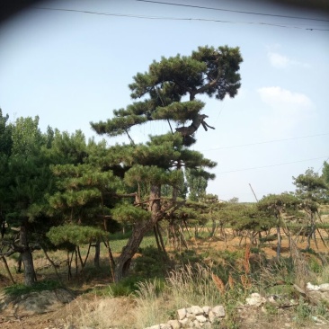 黑皮油松别样造型山西古树专卖