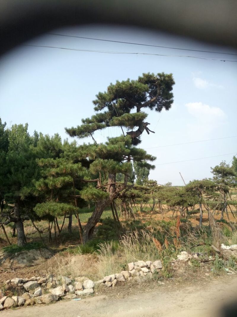 黑皮油松别样造型山西古树专卖