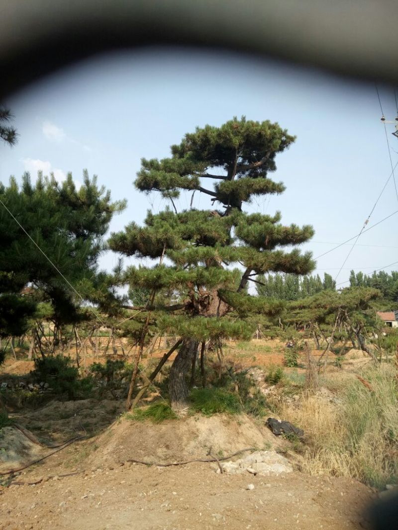 黑皮油松别样造型山西古树专卖