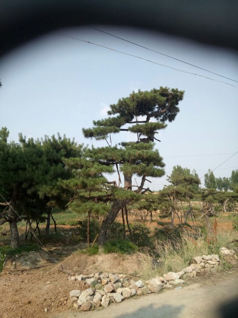黑皮油松别样造型山西古树专卖