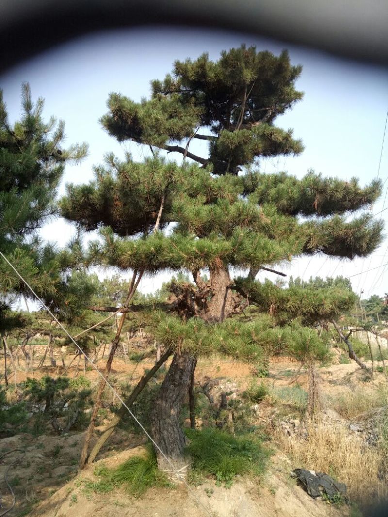 黑皮油松别样造型山西古树专卖