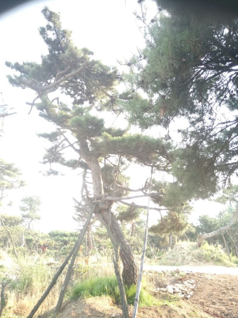 黑皮油松别样造型山西古树专卖