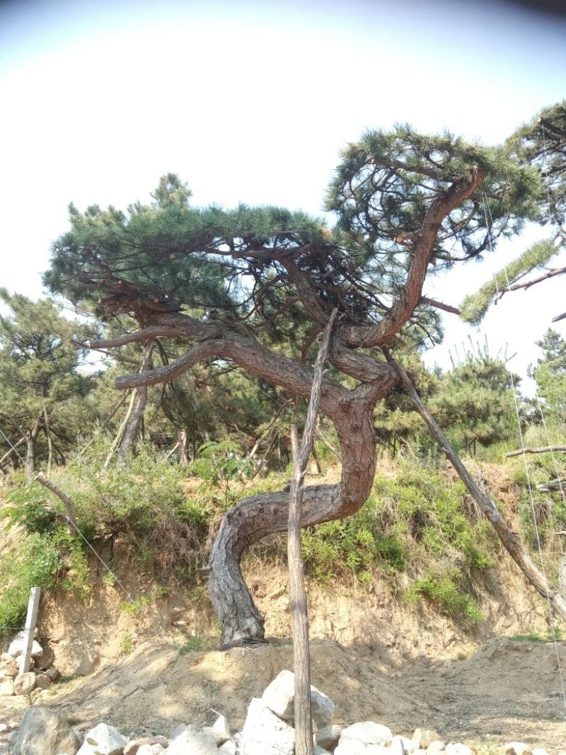 黑皮油松山西古树树型难得