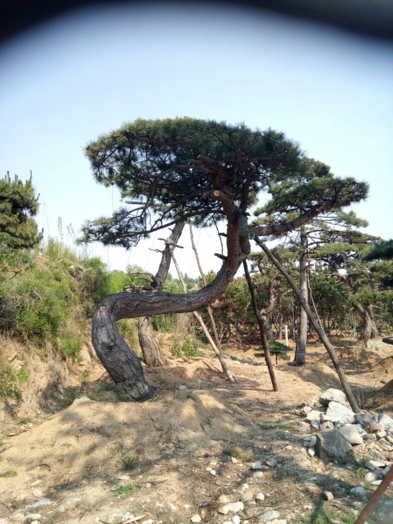 黑皮油松山西古树树型难得