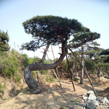 黑皮油松山西古树树型难得