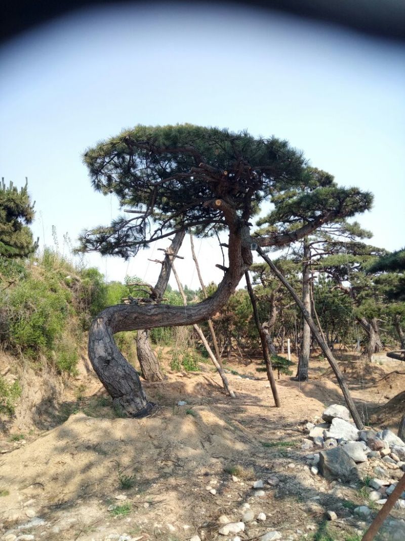 黑皮油松山西古树树型难得