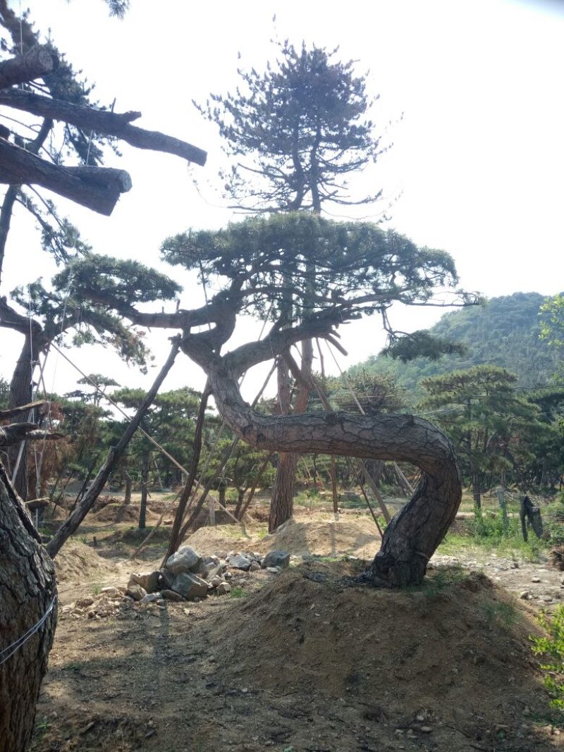 黑皮油松山西古树树型难得