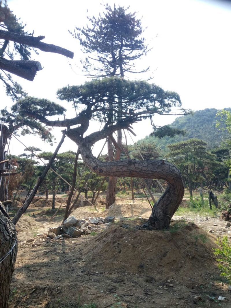 黑皮油松山西古树树型难得