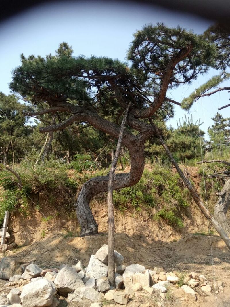 黑皮油松山西古树树型难得