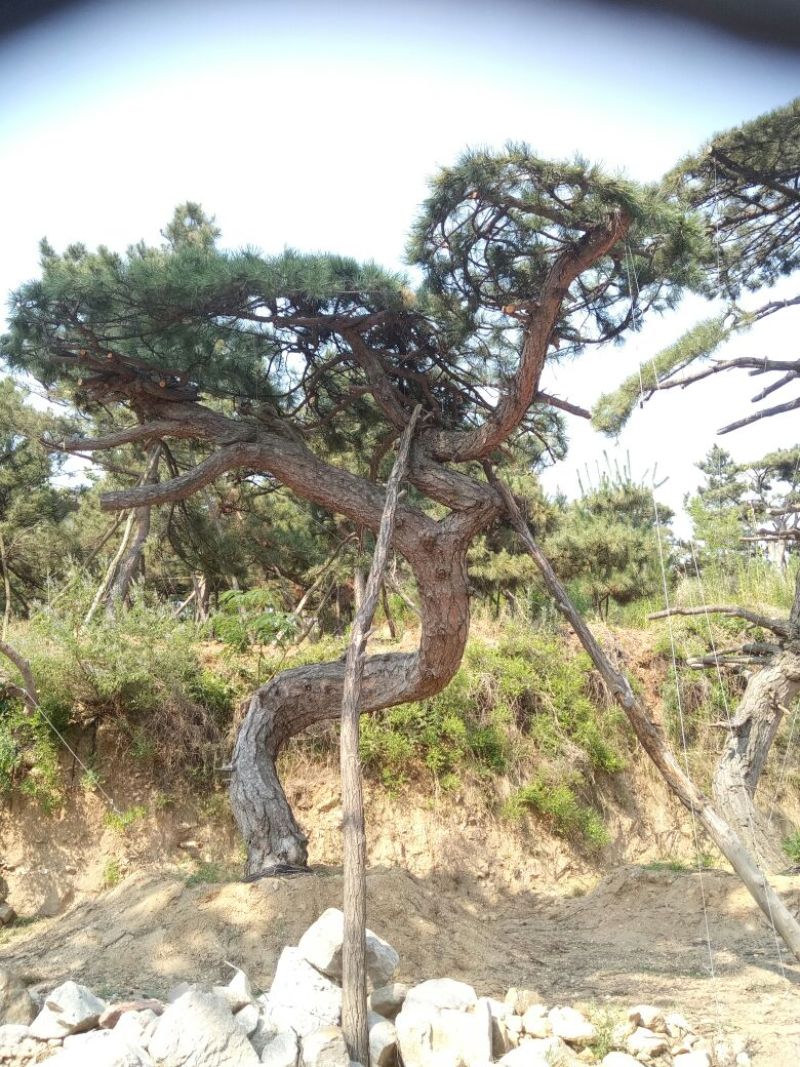 黑皮油松山西古树树型难得