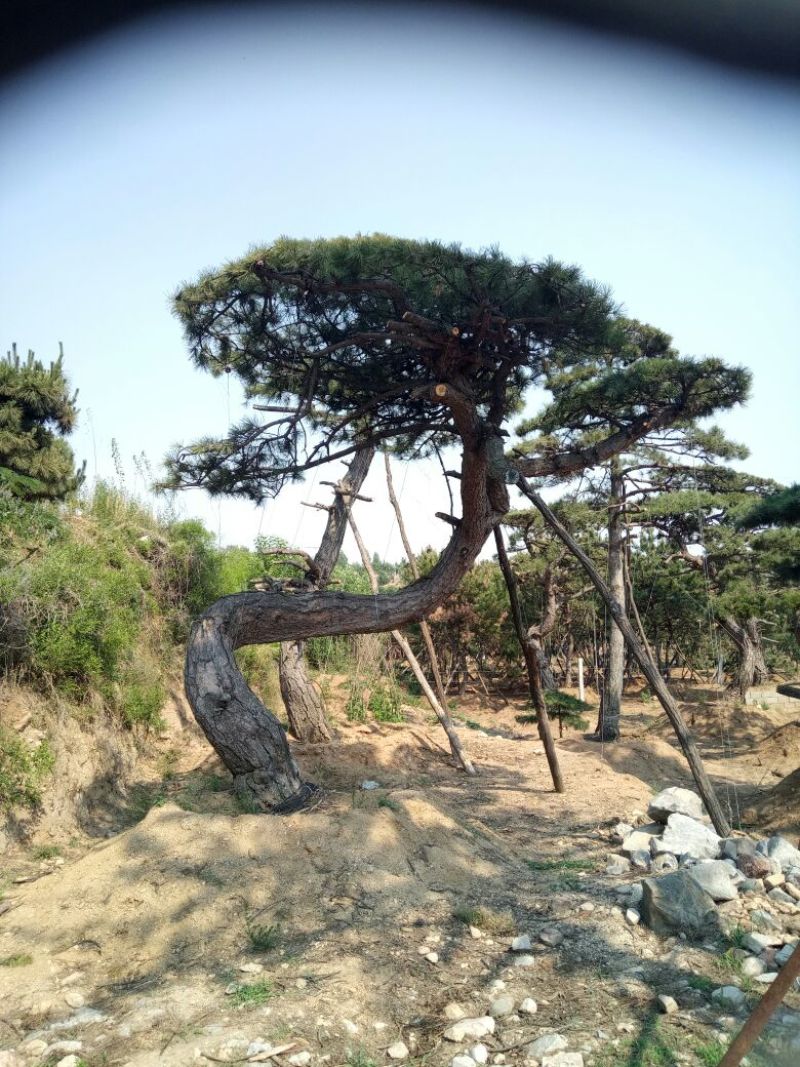 黑皮油松山西古树树型难得