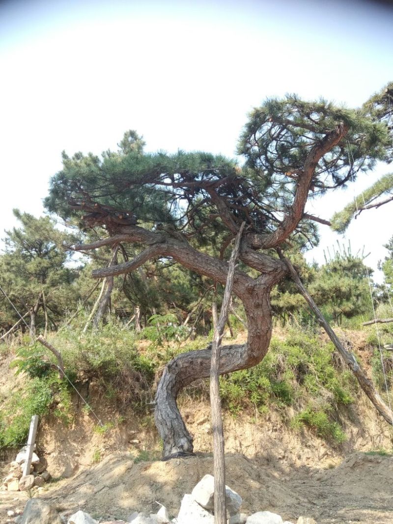 黑皮油松山西古树树型难得
