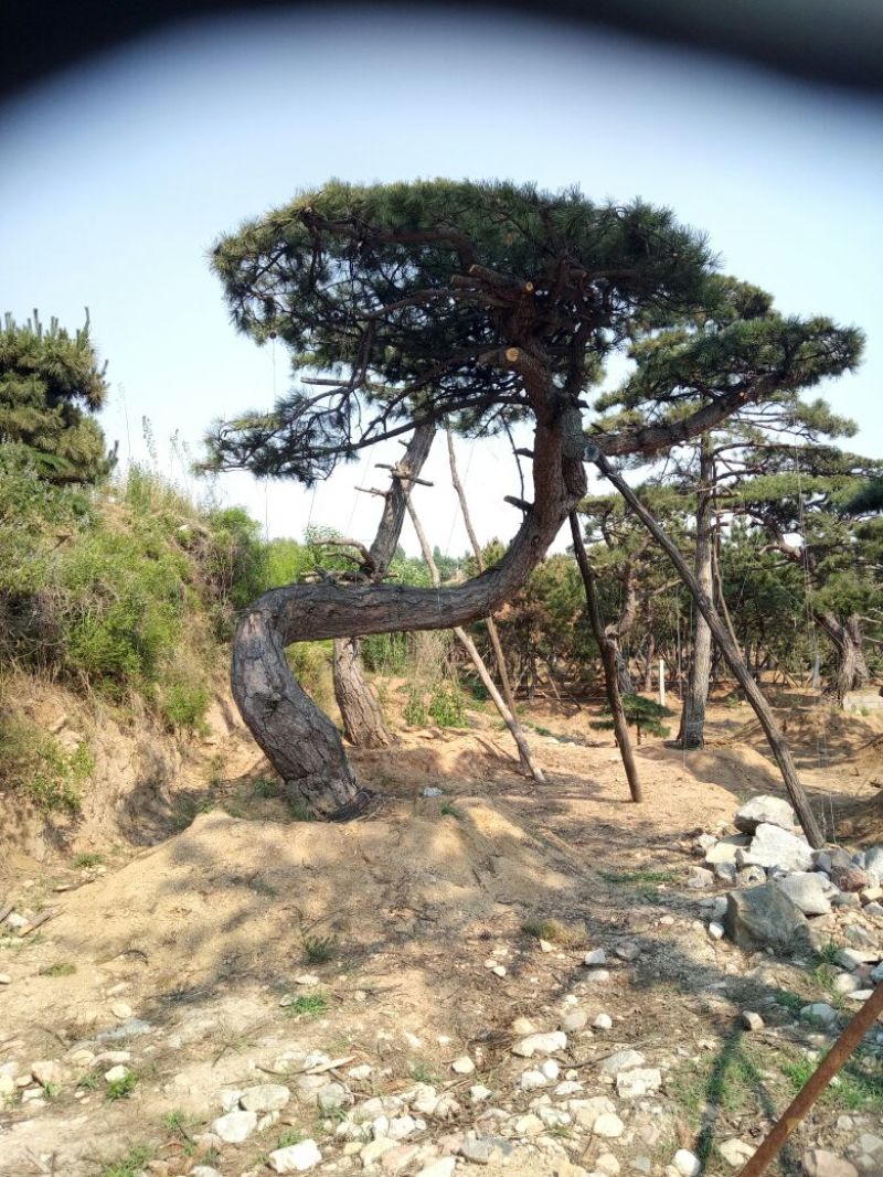 黑皮油松山西古树树型难得