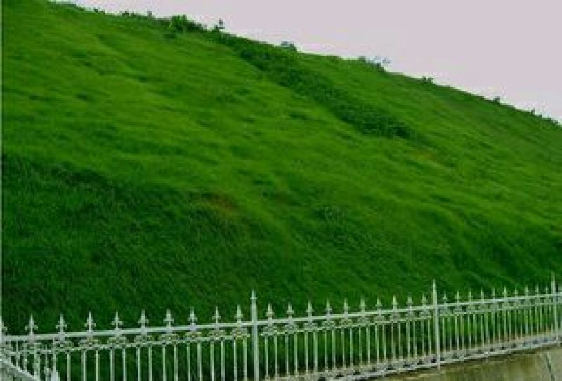 草坪草籽四季常青耐寒耐旱绿化马尼拉黑麦草护坡草籽草坪种