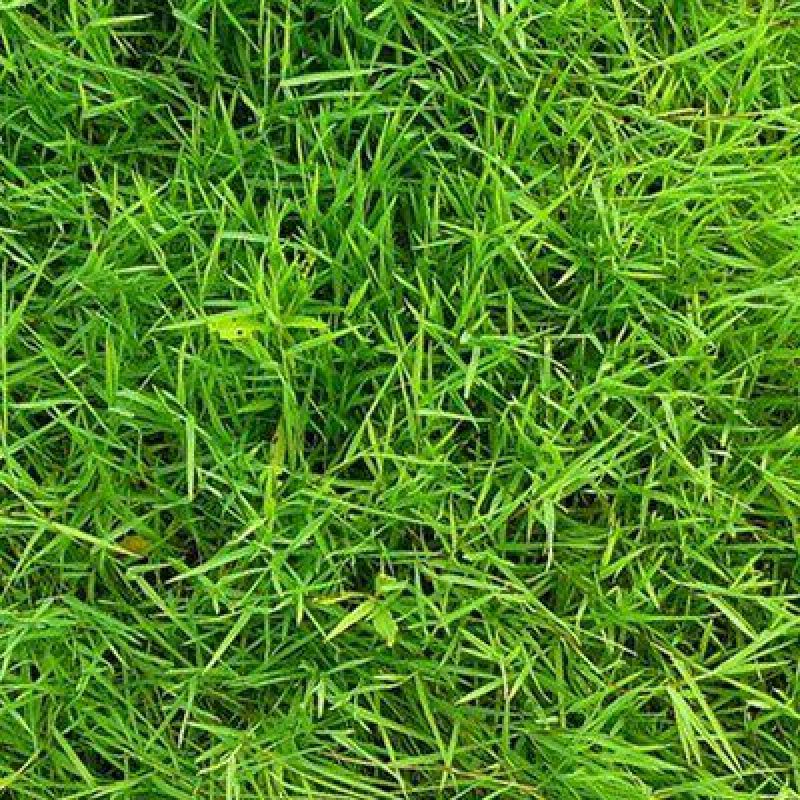 草坪草籽四季常青耐寒耐旱绿化马尼拉黑麦草护坡草籽草坪种