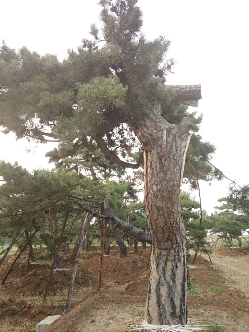 黑皮油松大型山西古树！！！