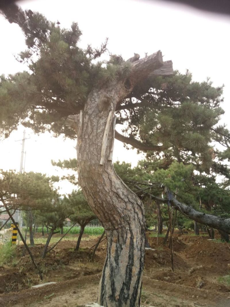 黑皮油松大型山西古树！！！
