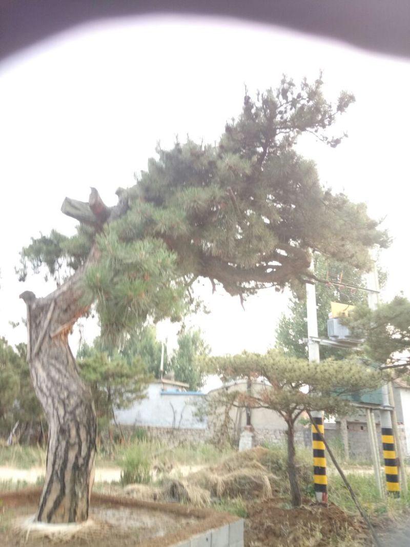 黑皮油松大型山西古树！！！