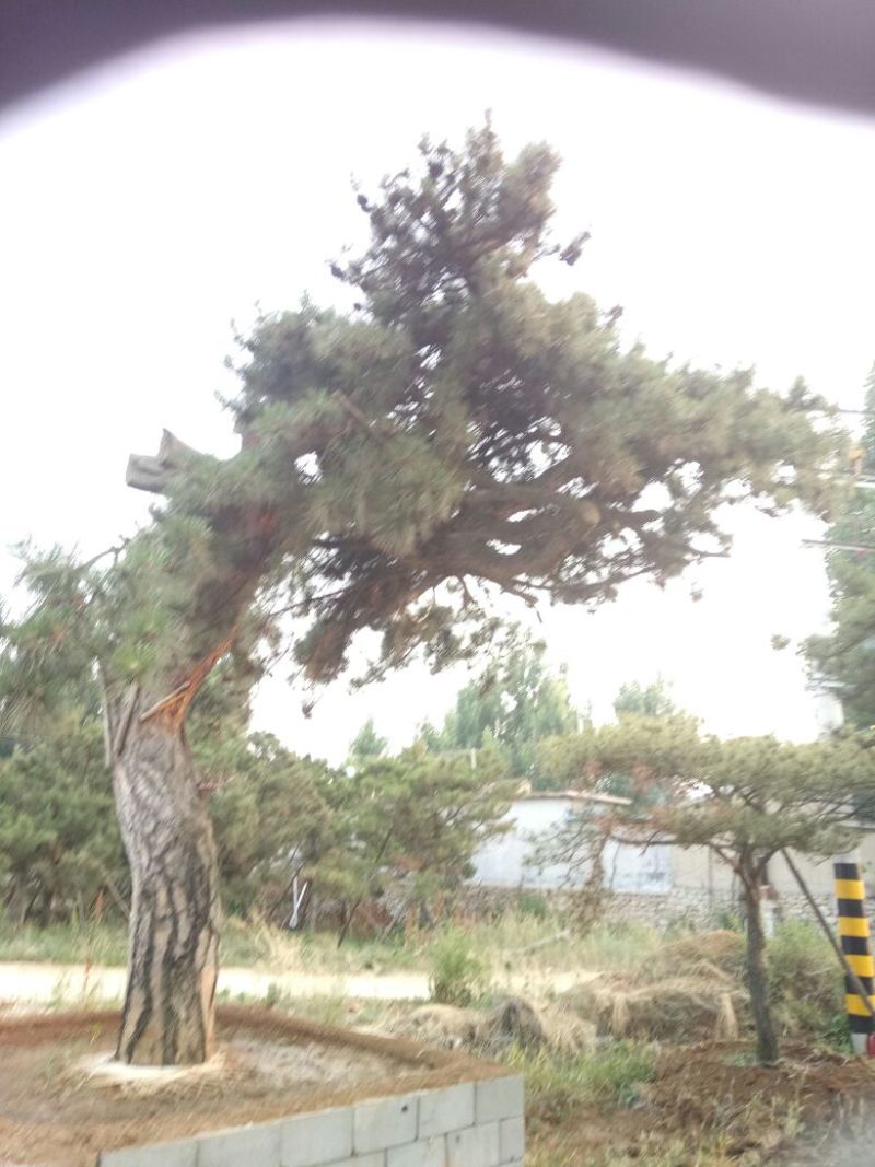 黑皮油松大型山西古树！！！