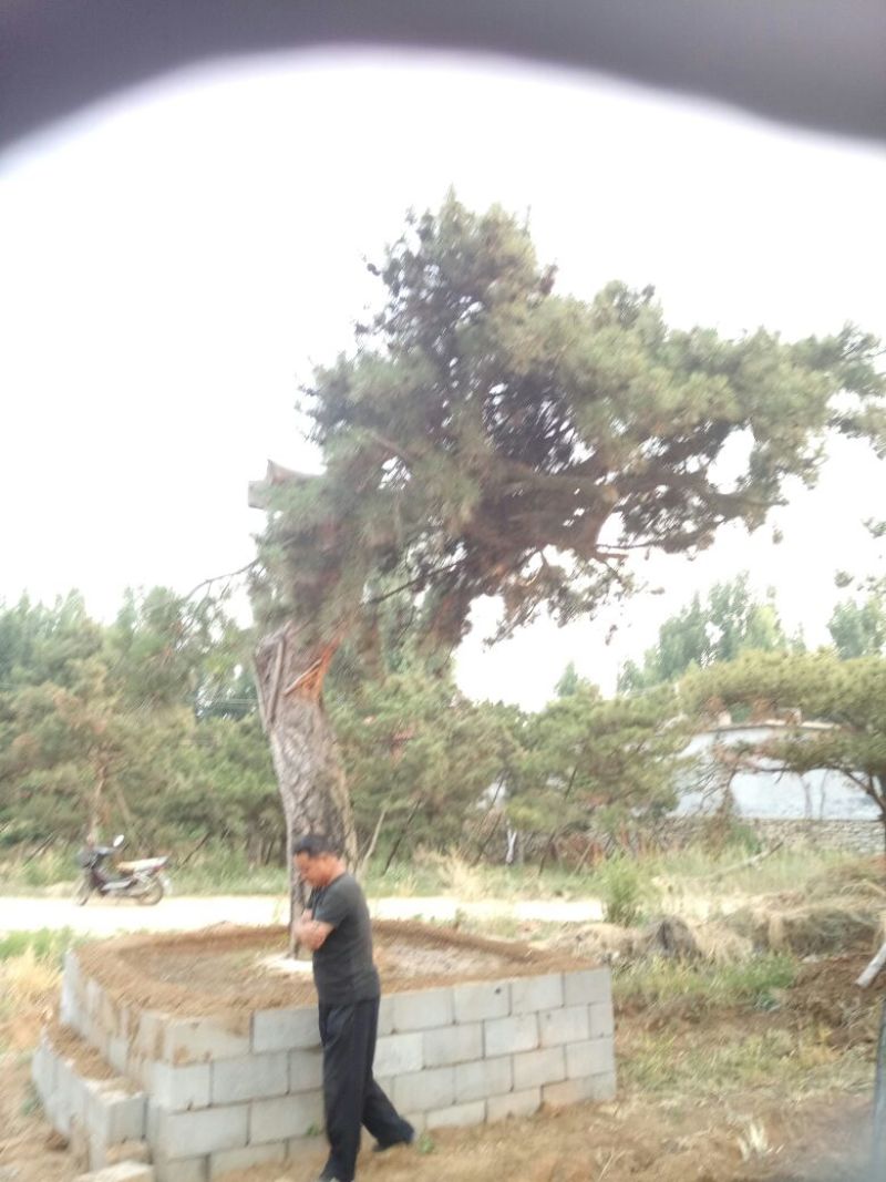 黑皮油松大型山西古树！！！
